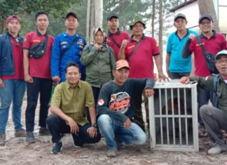 Tim gabungan KPH Tanah Laut dan BKSDA Kalimantan Selatan, berhasil evakuasi si Hidung Mancung