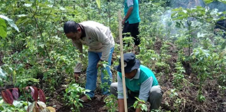 Gelorakan gerakan penghijauan, KPH Hulu Sungai gandeng KTH Suka Maju, penerima program KBD