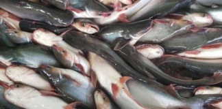 tambah asupan gizi, Dinas Perikanan Banjar bagikan ikan segar jenis Patin dan Nila