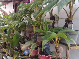 Bonsai Kelapa menjadi penghasilan di masa pandemi Covid-19