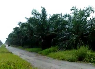 Kasus pengeroyokan karyawan PT Palmina Utama, korban desak ketiga pelaku segera ditangkap