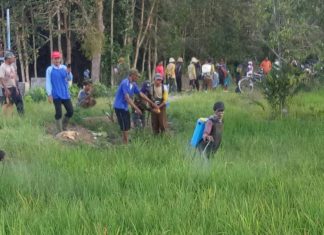 Ratusan hektar tanaman padi di Batola terserang hama Tungro