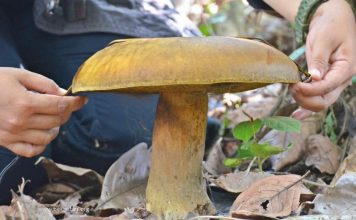 Jamur berukuran besar di temukan di Anjir Muara Batola