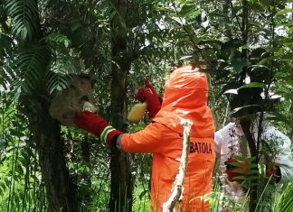 Dikhawatirkan membahayakan, sarang tawon sebesar ember dievakuasi tim Damkar