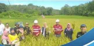 Panen perdana, Kelompok Tani Karya Mandiri Mataraman hasilkan 4,8 ton benih unggul Cakra Buana dalam 1 hektarnya