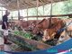 Jelang Idul Adha 2023, penjual hewan kurban di Cindai Alus Martapura, kebanjiran pesanan