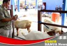 Kontes ternak meriahkan acara peresmian Pasar Hewan Karang Intan