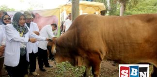 Presiden Jokowi sumbang satu ekor sapi untuk kurban di Masjid Agung Al Karomah Martapura
