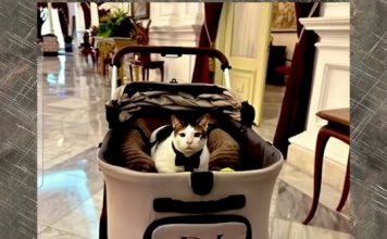 Bobby the cat, dari Kartanegara ke Istana Negara