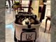 Bobby the cat, dari Kartanegara ke Istana Negara