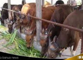Meningkatnya permintaan hewan kurban di Kotabaru jelang Idul Adha