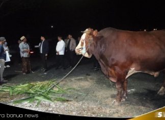 Presiden Prabowo salurkan sapi kurban untuk masyarakat Tanah Bumbu