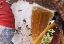 Waspada! Perubahan cuaca ekstrem rentan terserang radang tenggorokan, Ini cara alami mengatasinya