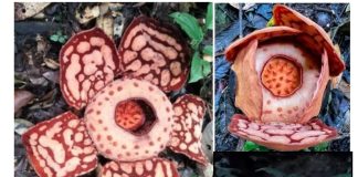Setelah 13 tahun pencarian, Rafflesia Hasseltii langka tersingkap di hutan Sumatera Barat