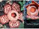 Setelah 13 tahun pencarian, Rafflesia Hasseltii langka tersingkap di hutan Sumatera Barat