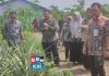 Pj Swasembada Pangan Kalsel Kalsel monitor olahan nanas dan LTT padi di Batola