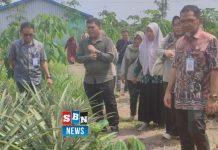 Pj Swasembada Pangan Kalsel Kalsel monitor olahan nanas dan LTT padi di Batola