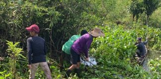 Warga Labuan Tabu gelar kerja bakti, bersihkan aliran Sungai Gang Mundam demi kelancaran pertanian