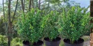 Daun Thyme asal Indonesia kian dicari dunia, nilai ekspor melonjak signifikan