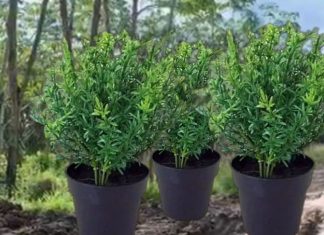 Daun Thyme asal Indonesia kian dicari dunia, nilai ekspor melonjak signifikan
