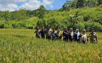 Dinas Pertanian Banjar pantau Demplot Padi Unggul Inpari 32