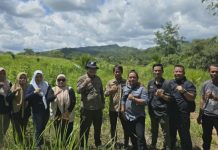 Dinas Pertanian Banjar kembangkan Padi Gogo Beras Merah di Sungai Pinang