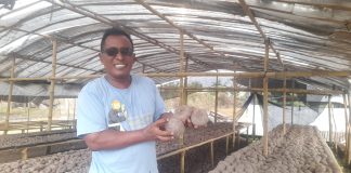 Hanya 6 bulan bisa panen, budidaya Porang di Batola semakin menjanjikan