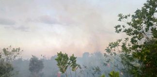 Kebakaran lahan 1,5 hektare di Tambak Padi berhasil diredam tim gabungan