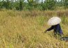 Berkat drainase alam, Petani Desa Paku Alam sukses panen padi Siam Dewa