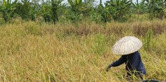 Berkat drainase alam, Petani Desa Paku Alam sukses panen padi Siam Dewa